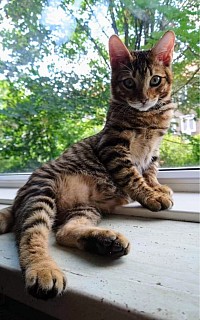 Cudny mini tygrys Toyger