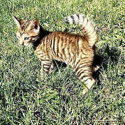 **Na zdjęciu uroczy kotek Toyger o tygrysim wyglądzie. Rasa Toyger łączy dziki wygląd z przyjaznym temperamentem, idealny dla rodzin.**