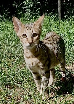 **Kot Savannah odpoczywający na trawniku – elegancka rasa z dzikim wyglądem, ciesząca się świeżym powietrzem. Savannah łączy naturalne piękno z przyjaznym temperamentem, idealny do życia w domu.**