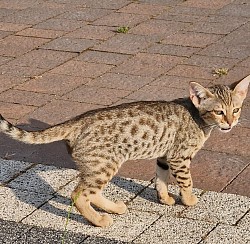 Hodowla kotów Savannah i 