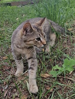 Caracat i ich piękno jest obłędnie fascynujące