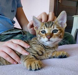 Oto bardziej precyzyjne i zoptymalizowane słowa kluczowe, które mogą pomóc w lepszym wyszukiwaniu hodowli kotów Toyger:  - 🐅 hodowla kotów Toyger Polska najlepsza - Toyger breeder premium 🇵🇱 - ✅ Toyger koty rodowód hodowla - 🌍 Toyger kittens available Europe - Toyger sprzedaż cena hodowca 🔝 - Toyger rare breed Polska hodowla Hodowla kota Toyger Oto bardziej precyzyjne i zoptymalizowane słowa kluczowe, które mogą pomóc w lepszym wyszukiwaniu hodowli kotów Toyger:  - 🐅 hodowla kotów Toyger Polska najlepsza - Toyger breeder premium 🇵🇱 - ✅ Toyger koty rodowód hodowla - 🌍 Toyger kittens available Europe - Toyger sprzedaż cena hodowca 🔝 - Toyger rare breed Polska hodowla