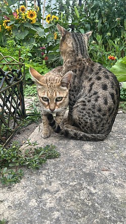 Hodowla kotów savannah