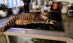 Toyger uwielbia ludzi